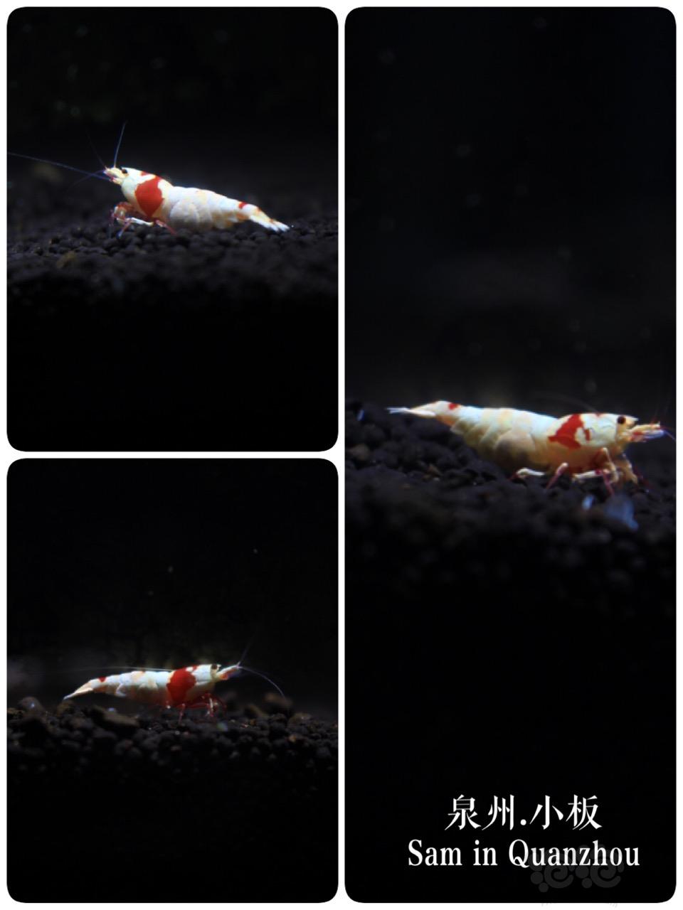 小板出品-红白水晶虾-图2