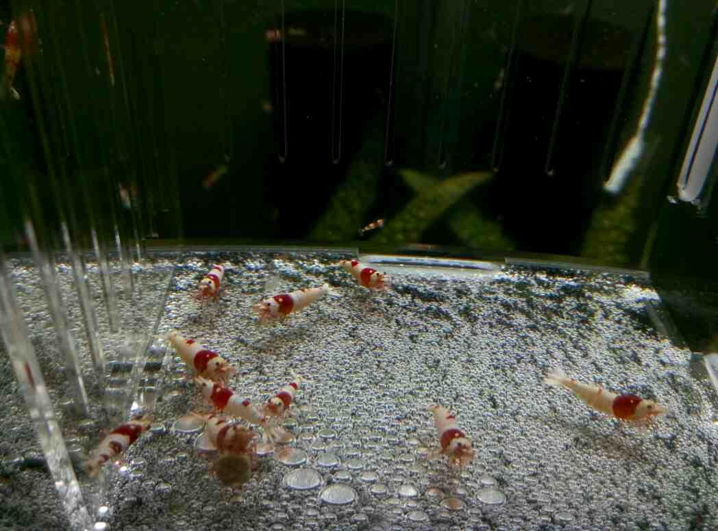 出红白水晶虾10只，包邮（种虾）-图2