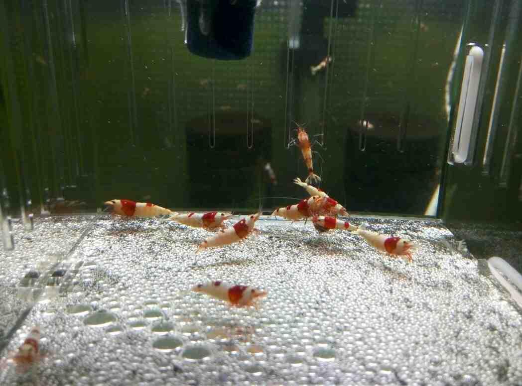 出红白水晶虾10只，包邮（种虾）-图1