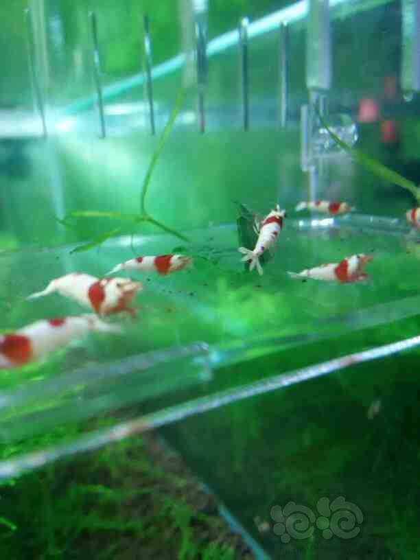 【虾】2015-05-24-RMB拍卖-纯血红白水晶虾10只-图1