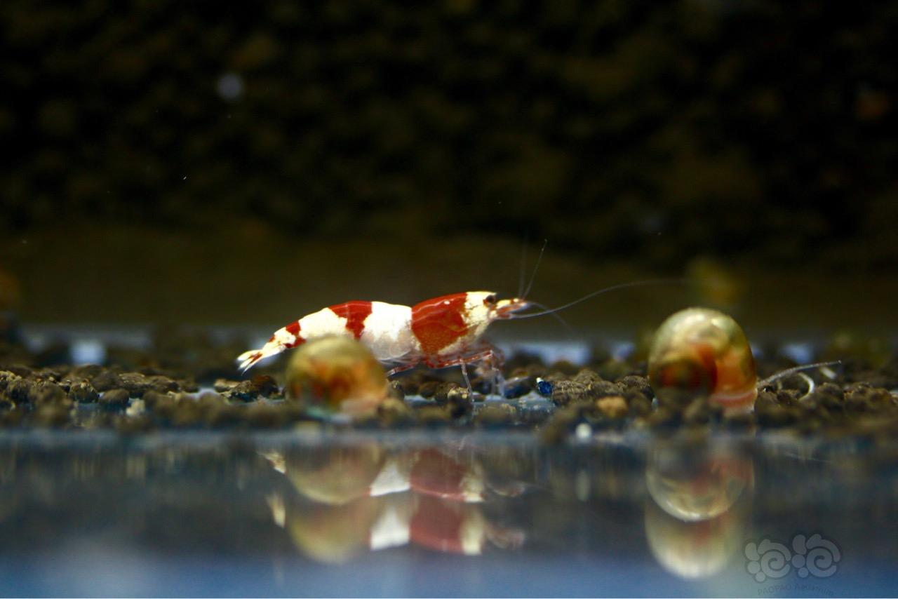【虾】2016-5-29#RMB拍賣紅白水晶蝦17隻-图2