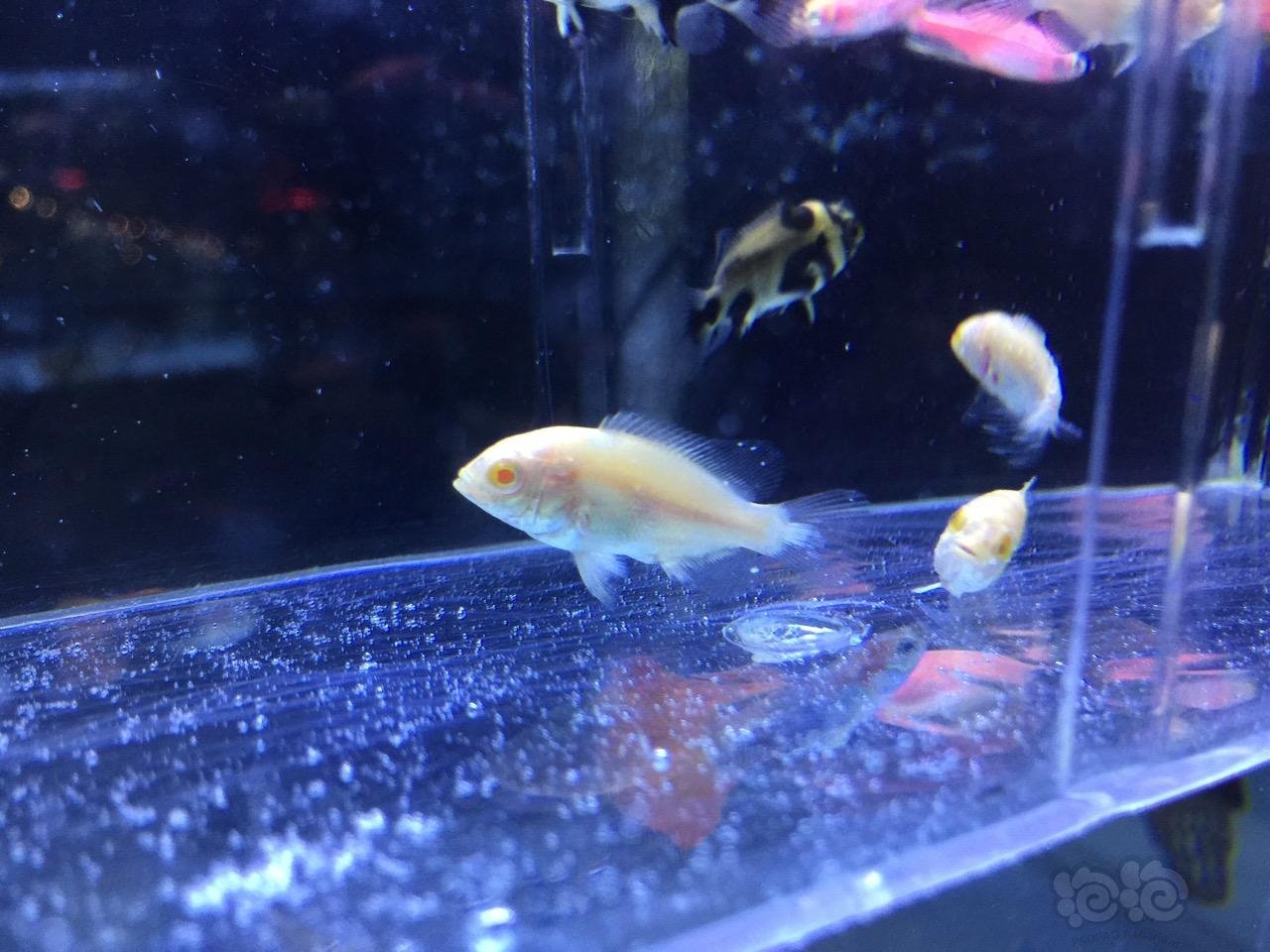 求助小白地图鱼苗这是怎么了怎么有白点正常吗