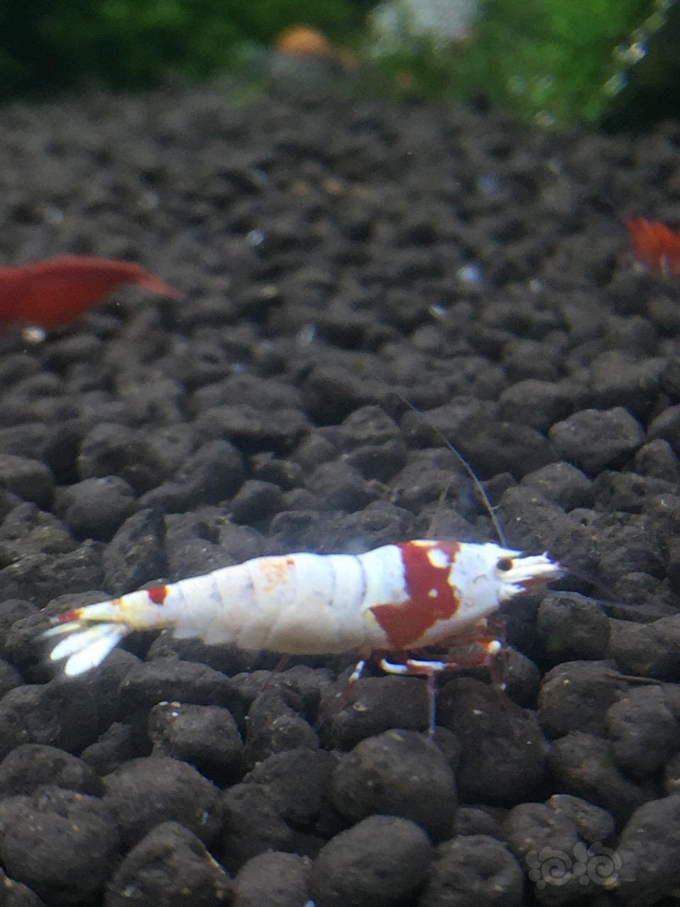 没事把自己的破虾虾露出来