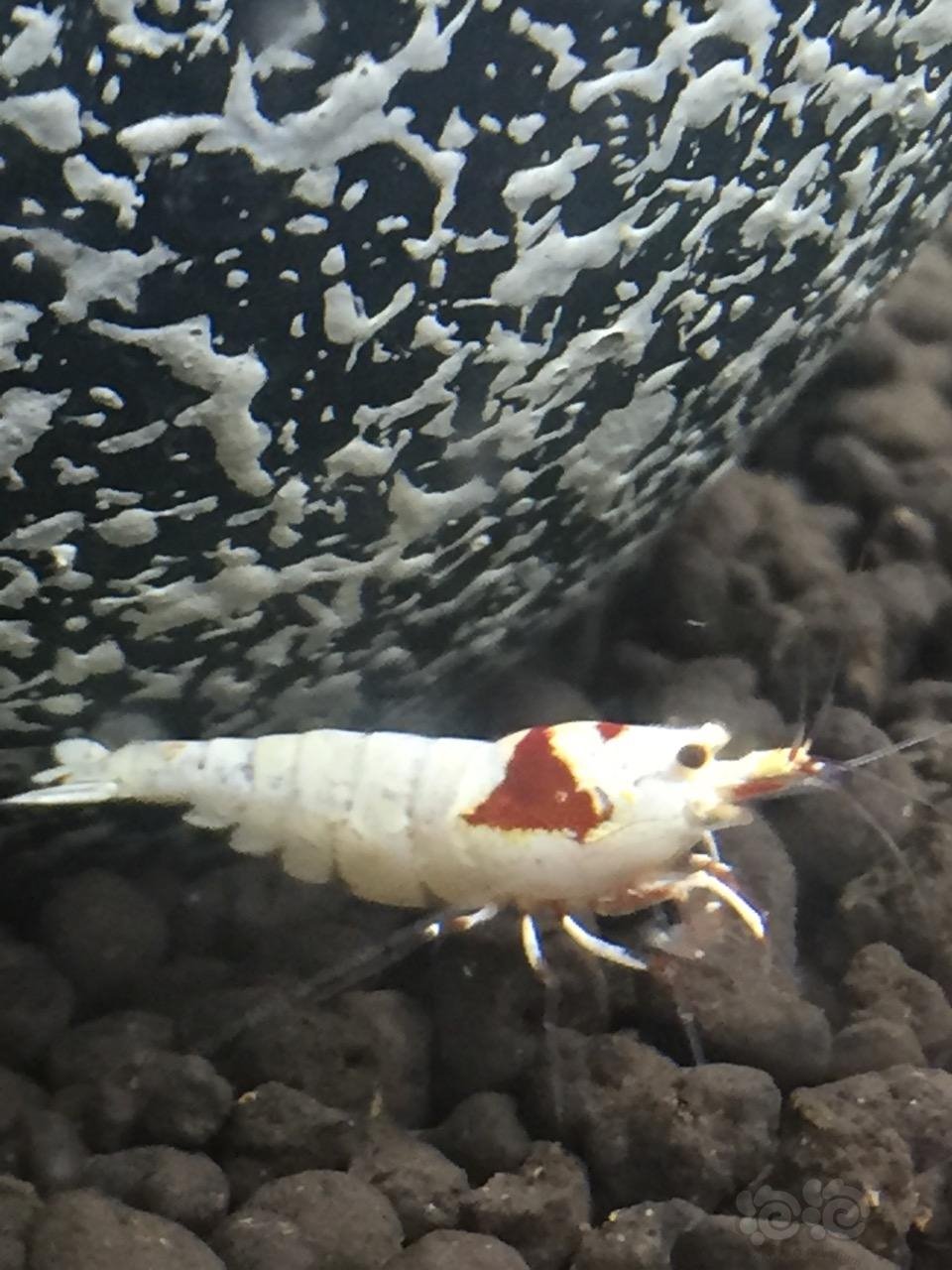 没事把自己的破虾虾露出来