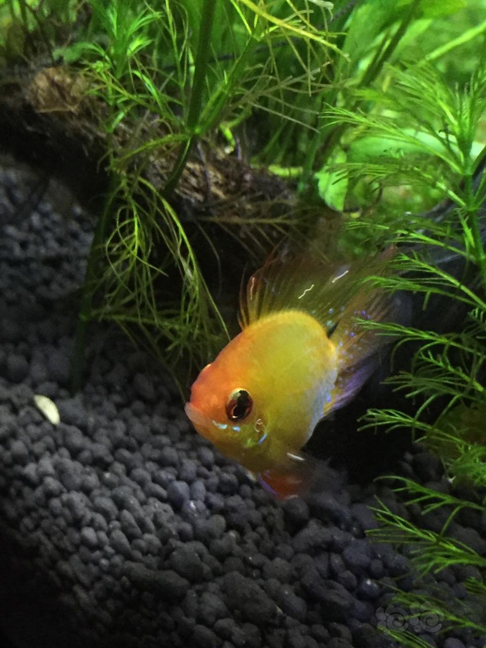 鱼鳍上白色线状物,是寄生虫吗?怎么治疗?