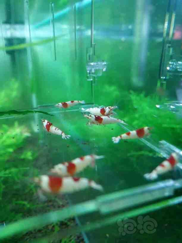 【虾】2015-05-24-RMB拍卖-纯血红白水晶虾10只-图3