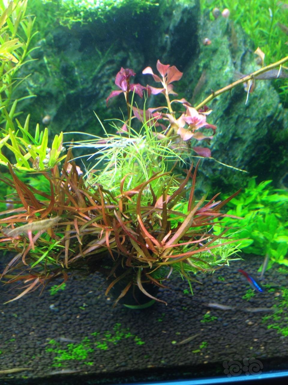 出售水草绿宫廷红宫廷大小红梅