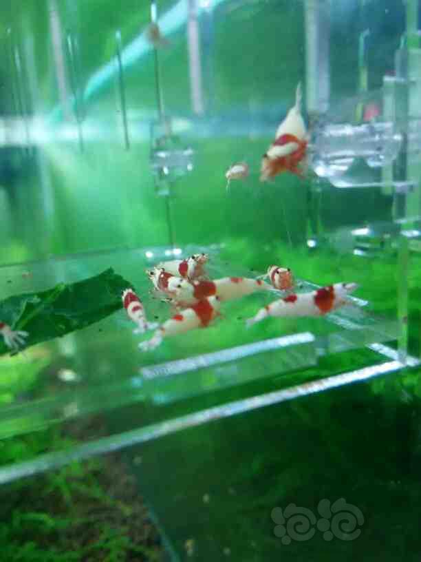 【虾】2015-05-24-RMB拍卖-纯血红白水晶虾10只-图4