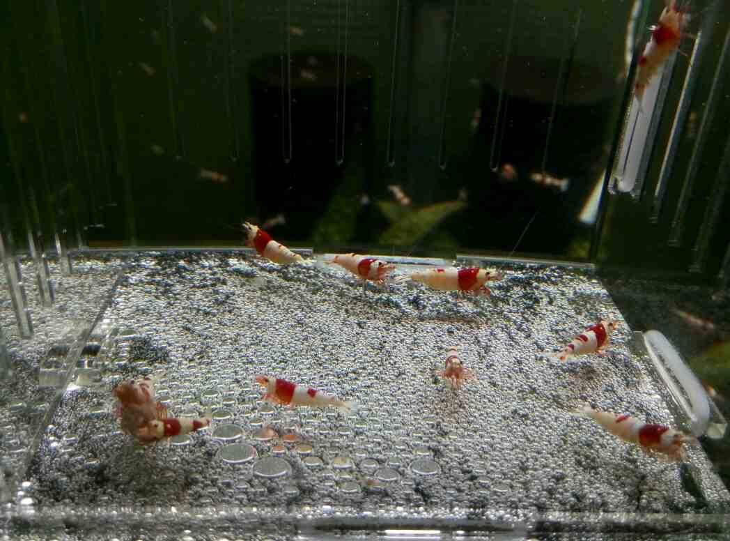出红白水晶虾10只，包邮（种虾）-图4