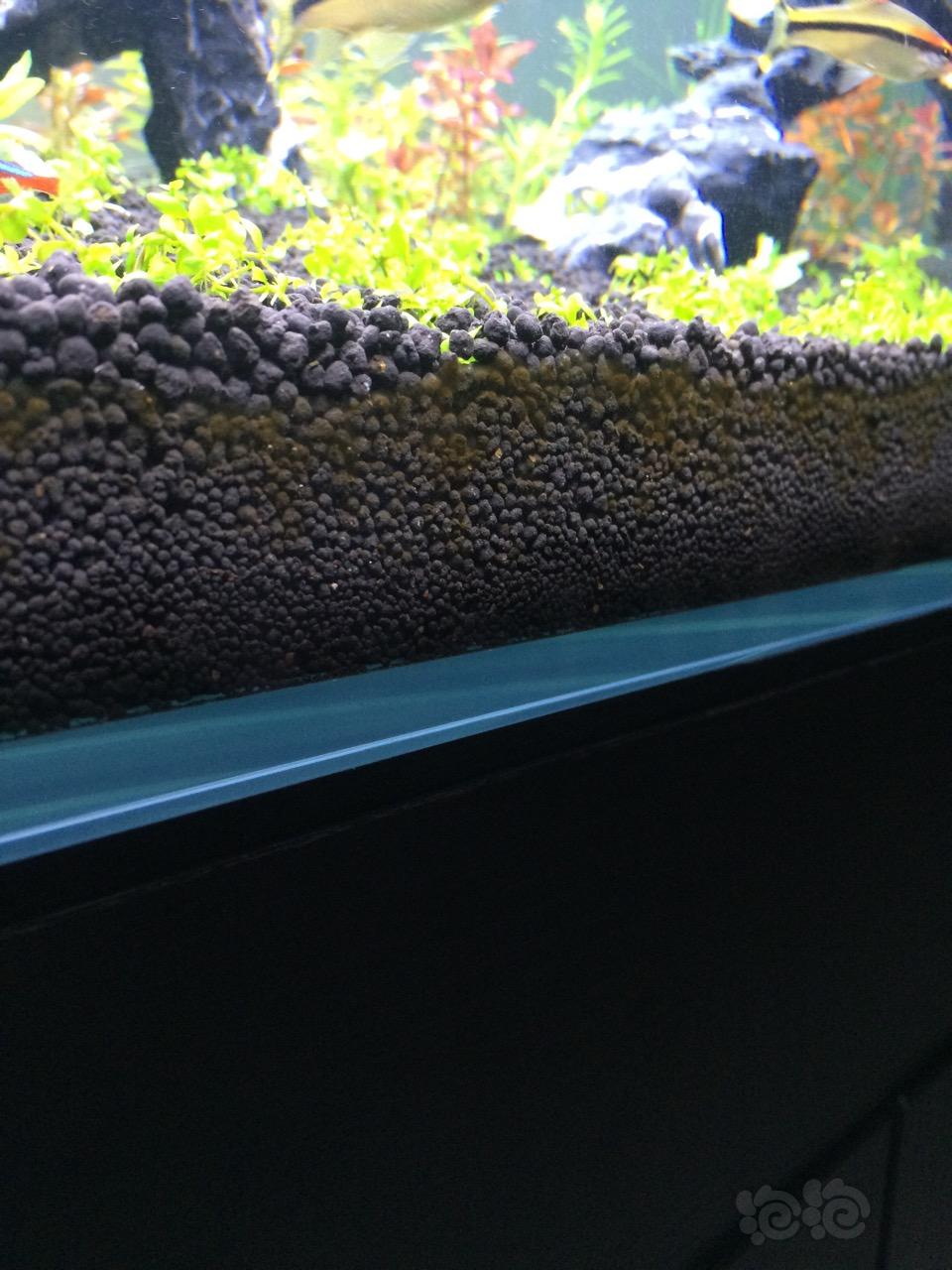 这是褐藻嘛？-图1