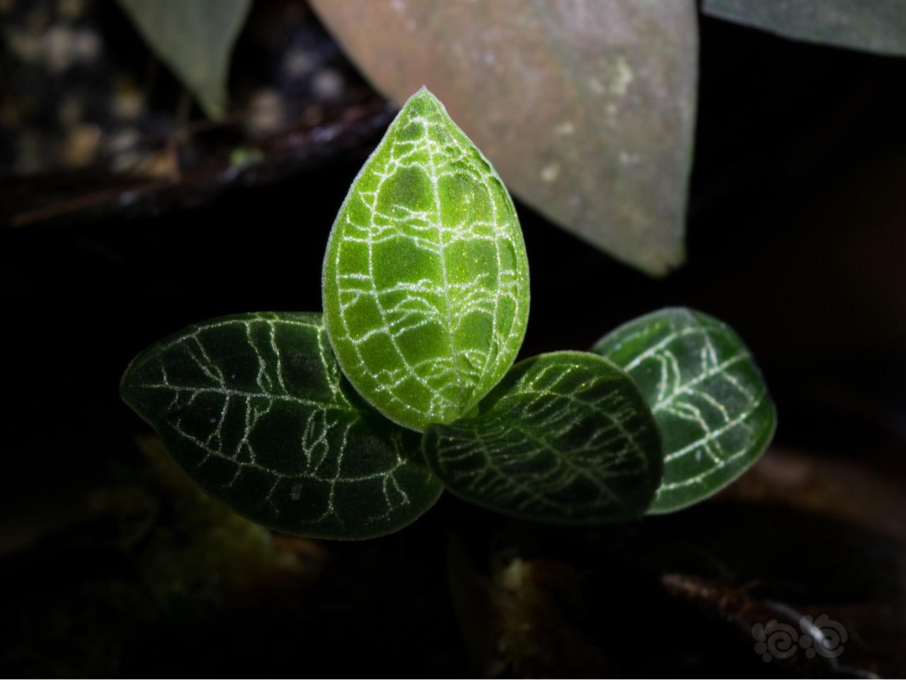 雨林植物…宝石兰-图1