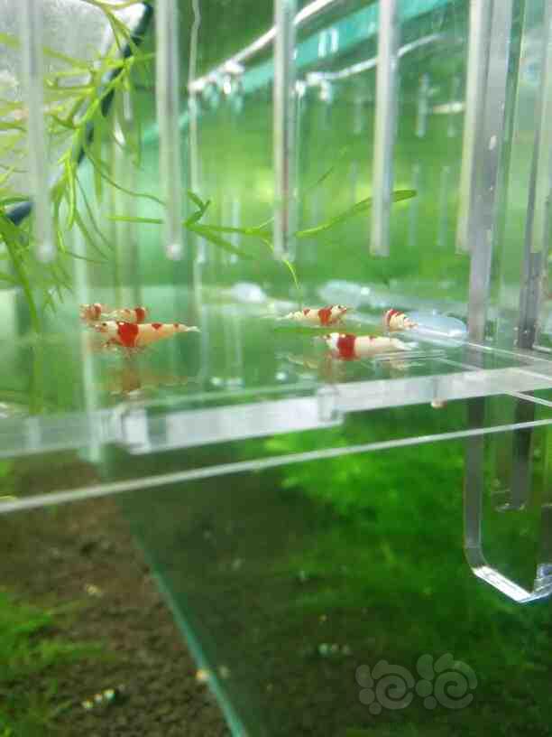 【虾】2016-06-17#RMB拍卖-红白丸子10只-图5