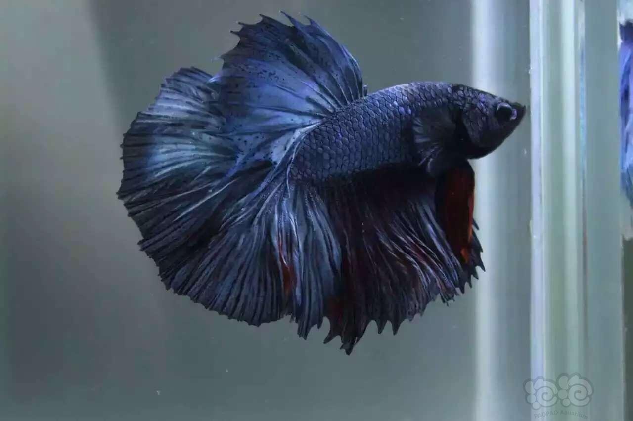 精品斗鱼,全国包运!