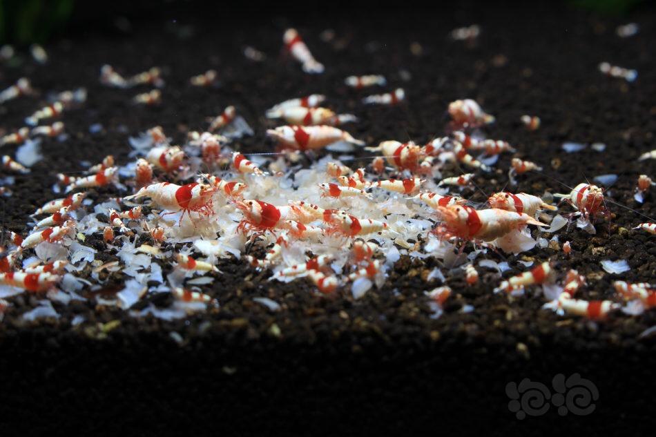 全国出红白水晶虾-图4
