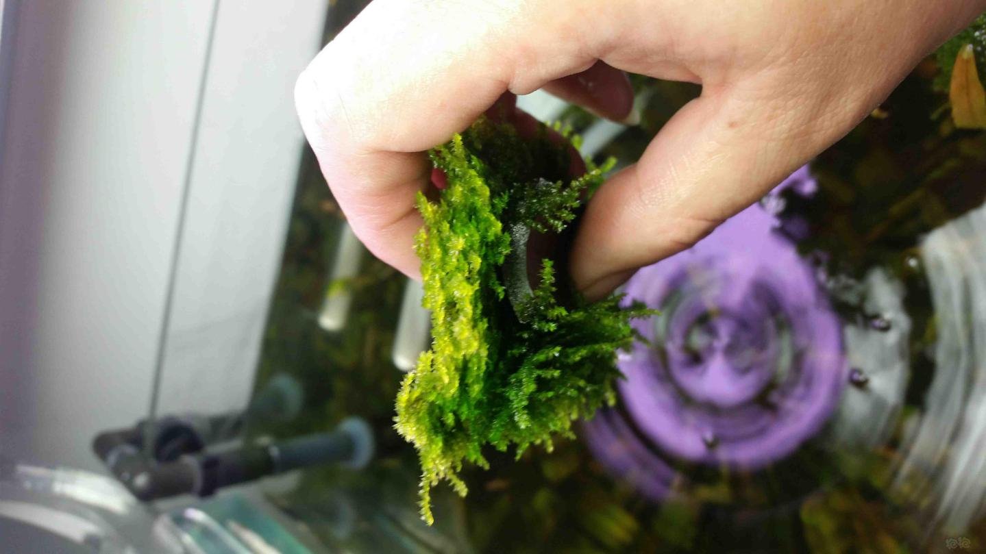 出水晶莫斯松茸