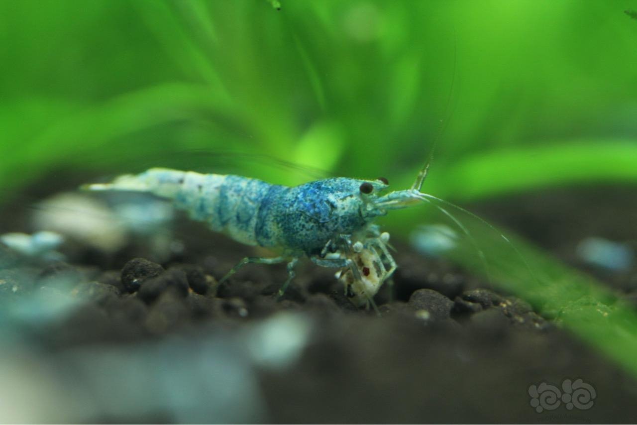 201600618rmb拍卖纯系蓝面金刚10只一份01