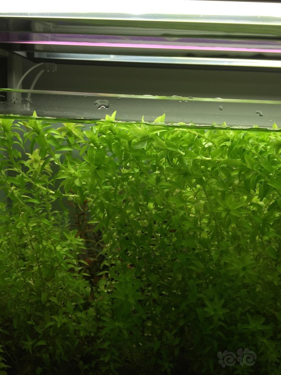 出售迷你牛毛根太阳草红头趴趴熊20一份前景红色水草4060头