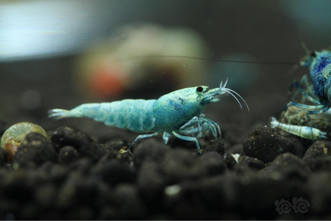 201600618rmb拍卖纯系蓝面金刚10只一份01