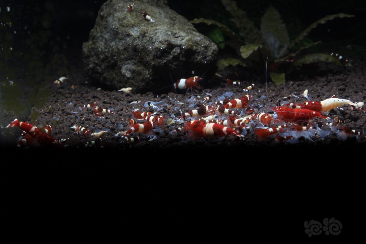 全国出红白水晶虾-图6