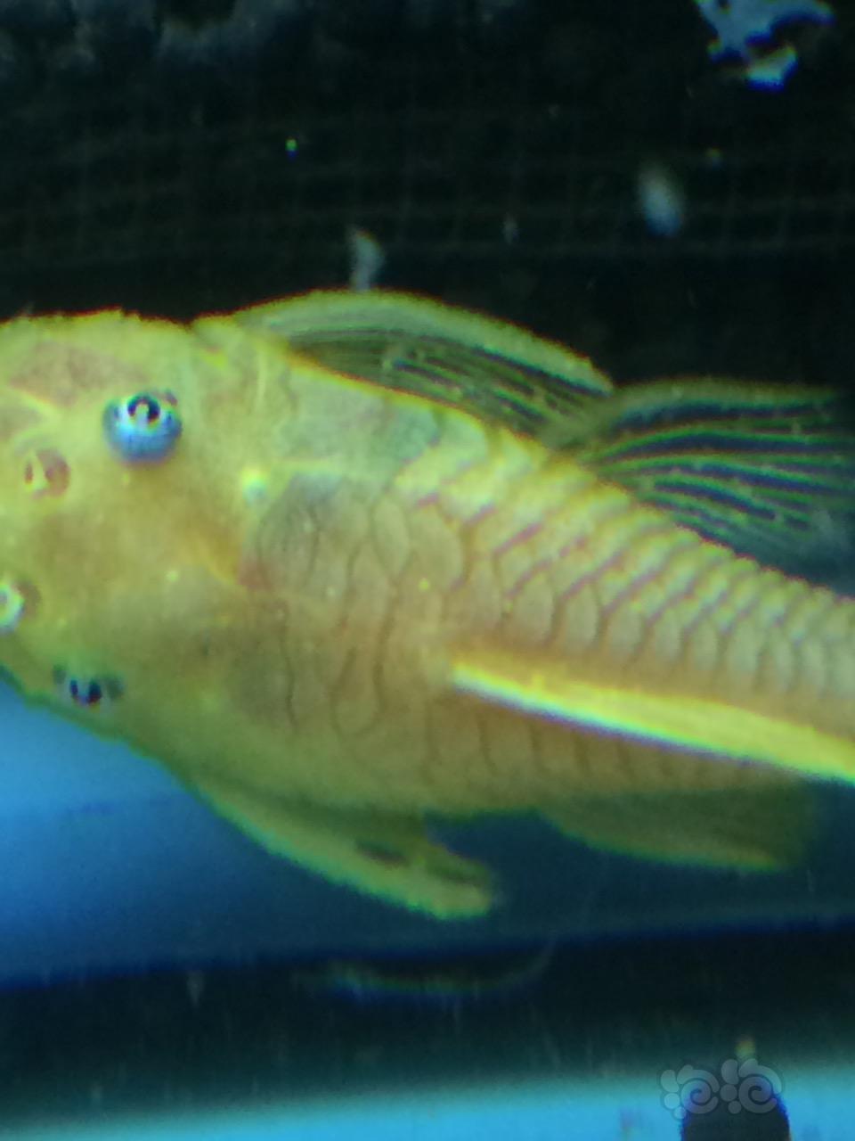 黄金胡子鱼胡椒病图片