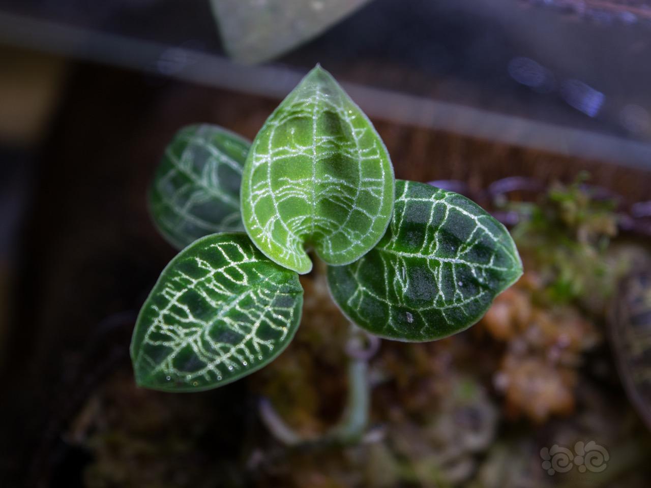 雨林植物…宝石兰-图3