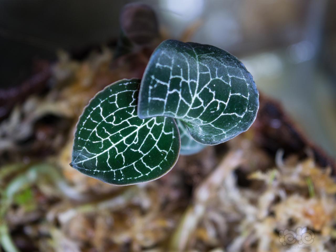 雨林植物…宝石兰-图6