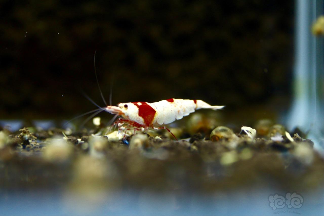 【虾】2016-6-4#RMB拍賣純血紅白水晶蝦2隻-图4