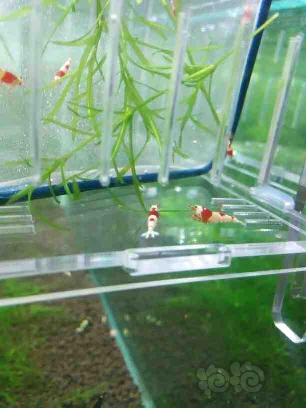 【虾】2016-06-17#RMB拍卖-红白丸子10只-图3