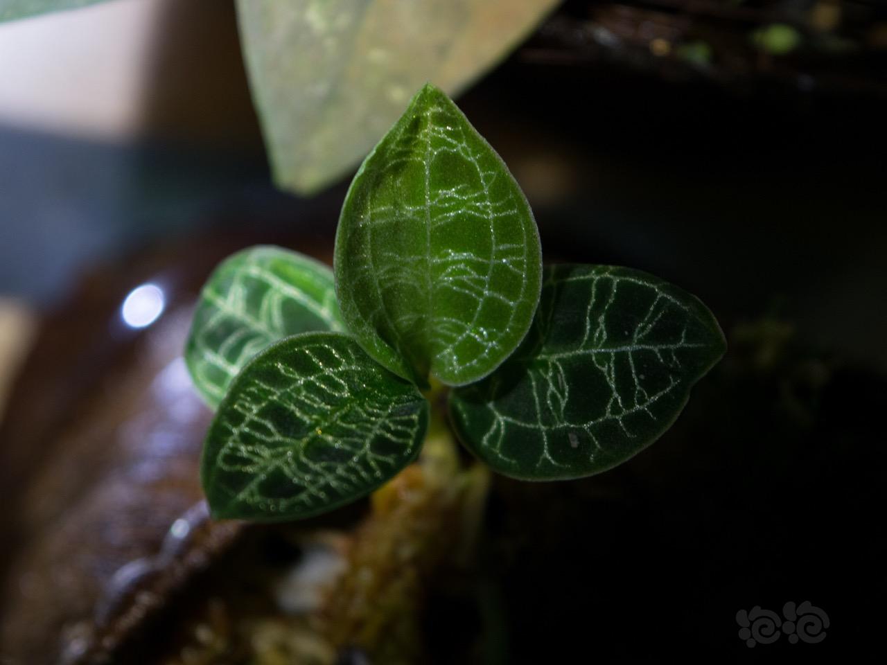 雨林植物…宝石兰-图2