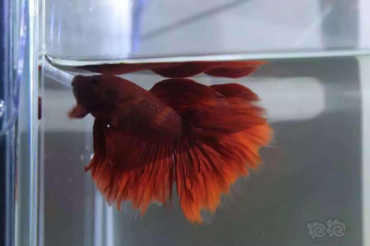 朱砂红魔王61泰国半月斗鱼
