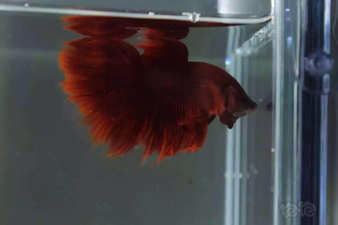 朱砂红魔王泰国半月斗鱼