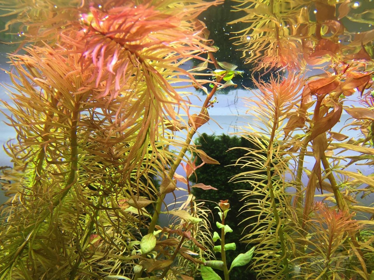 出售迷你牛毛根太阳草红头趴趴熊20一份前景红色水草4060头