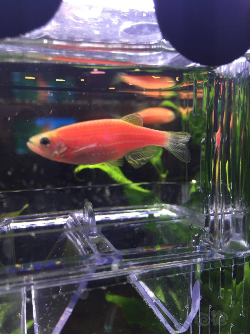 我的红斑马是否有小宝宝了大神么帮忙看下如果有会颤卵吗会孵化吗