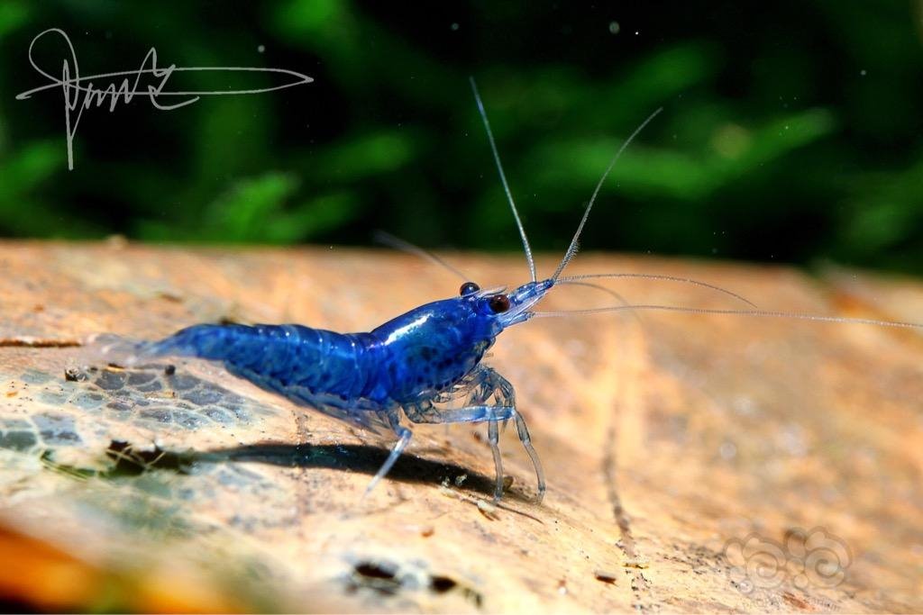 阿伦谈养虾之三如何挑选适合自己的虾