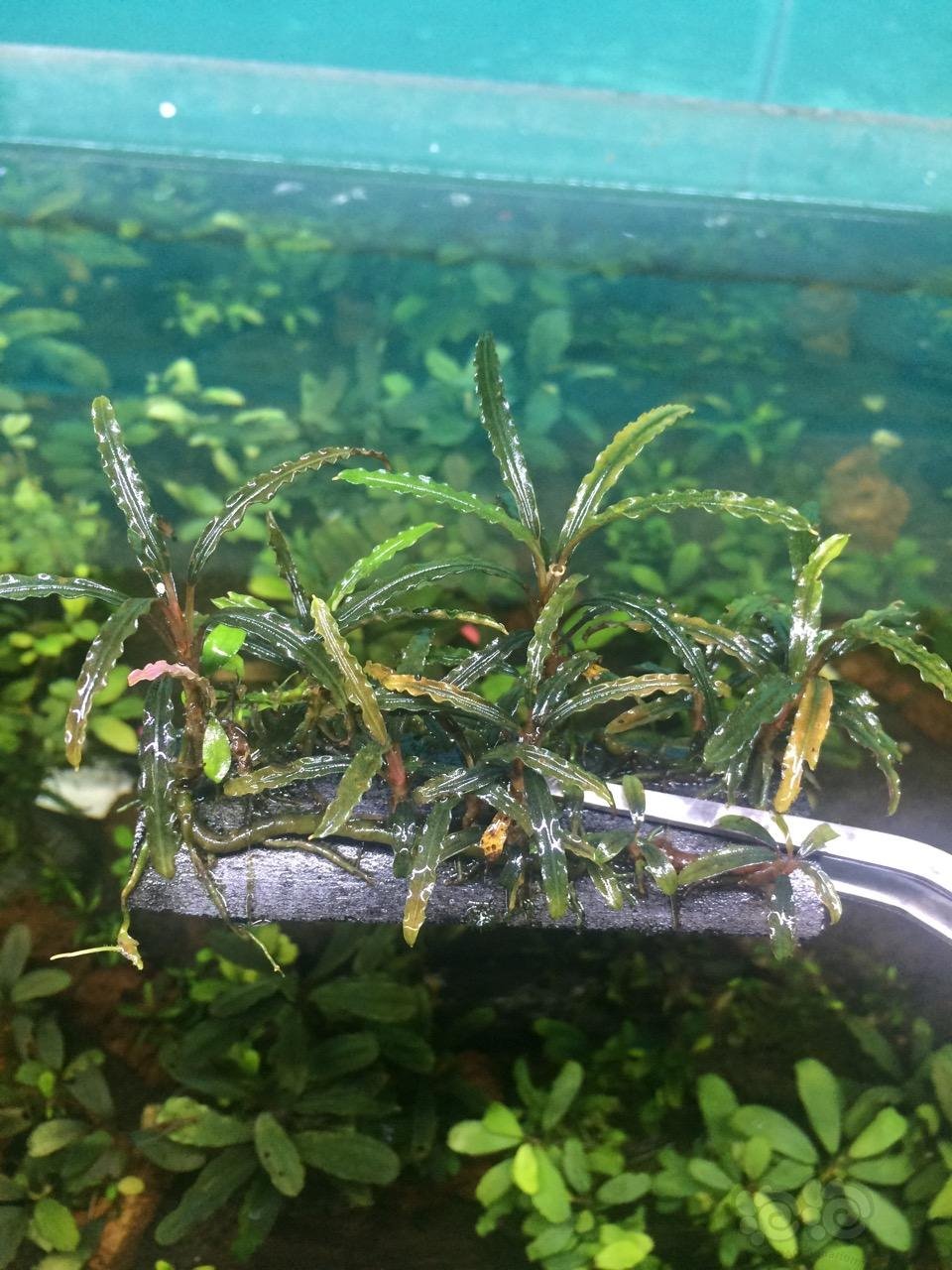 150块出两丛针叶型辣椒榕有赠品