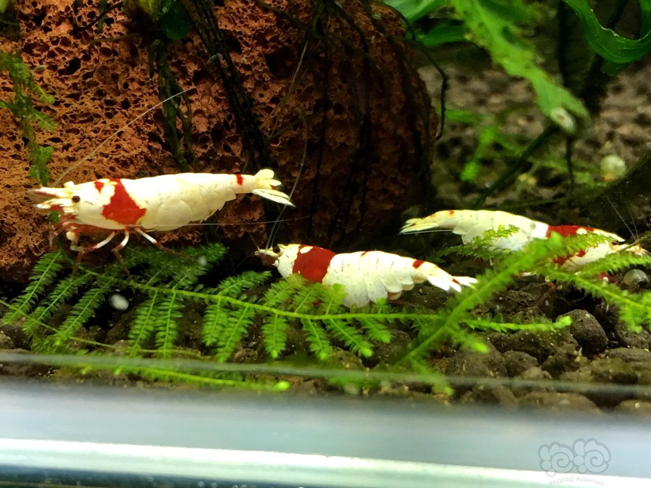 小三学拍照-红白母虾交流抱卵心得-图1
