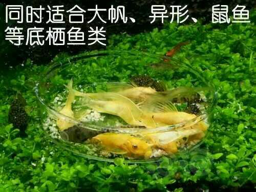 【用品】2016-07-10#RMB拍卖细化纳豆菌虾粮大帆鼠鱼鱼粮4包-图3