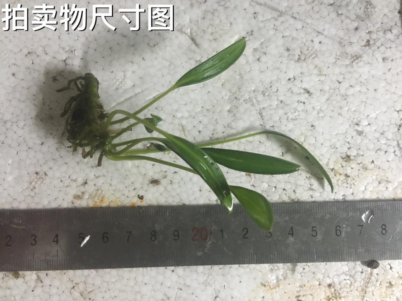 【用品】2016-07-15#RMB拍卖岩榕一颗-图1