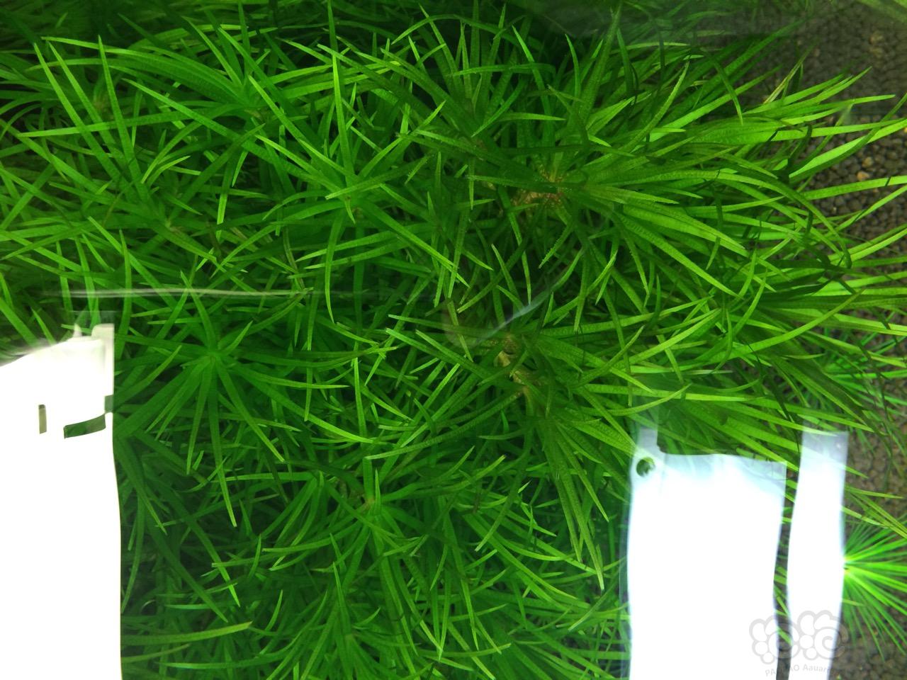 出状态好的不要不要的日本箦藻一大丛-图1
