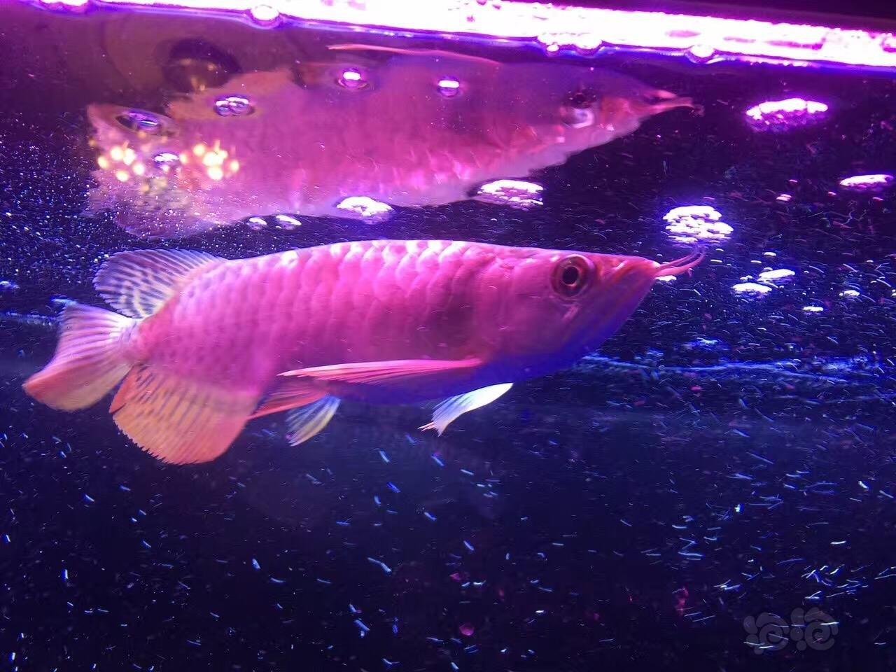 新手报道金龙鱼飞凤猪鼻龟泰北虎混养中