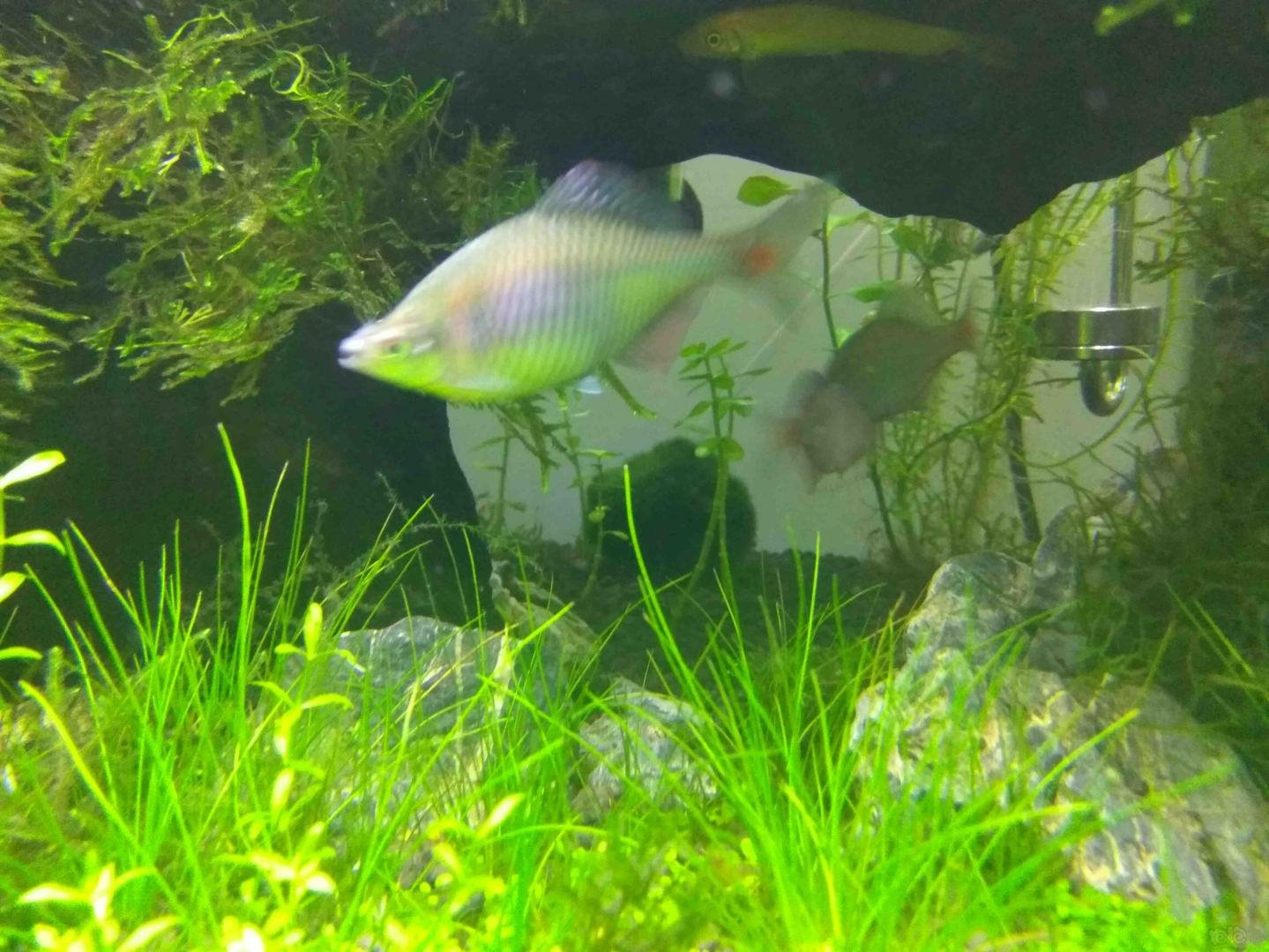 从河里捉来的请教一下这鱼好养吗