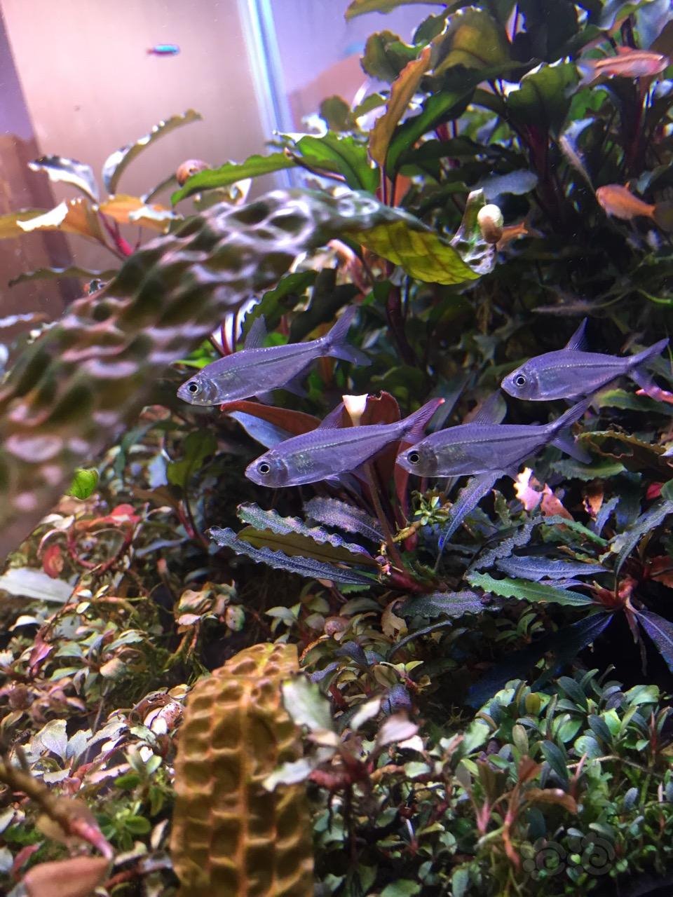 新入的黑尾大勾