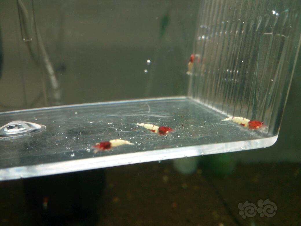 【虾】2016-07-29#RMB拍卖-红姘头淘汰虾10只-图5