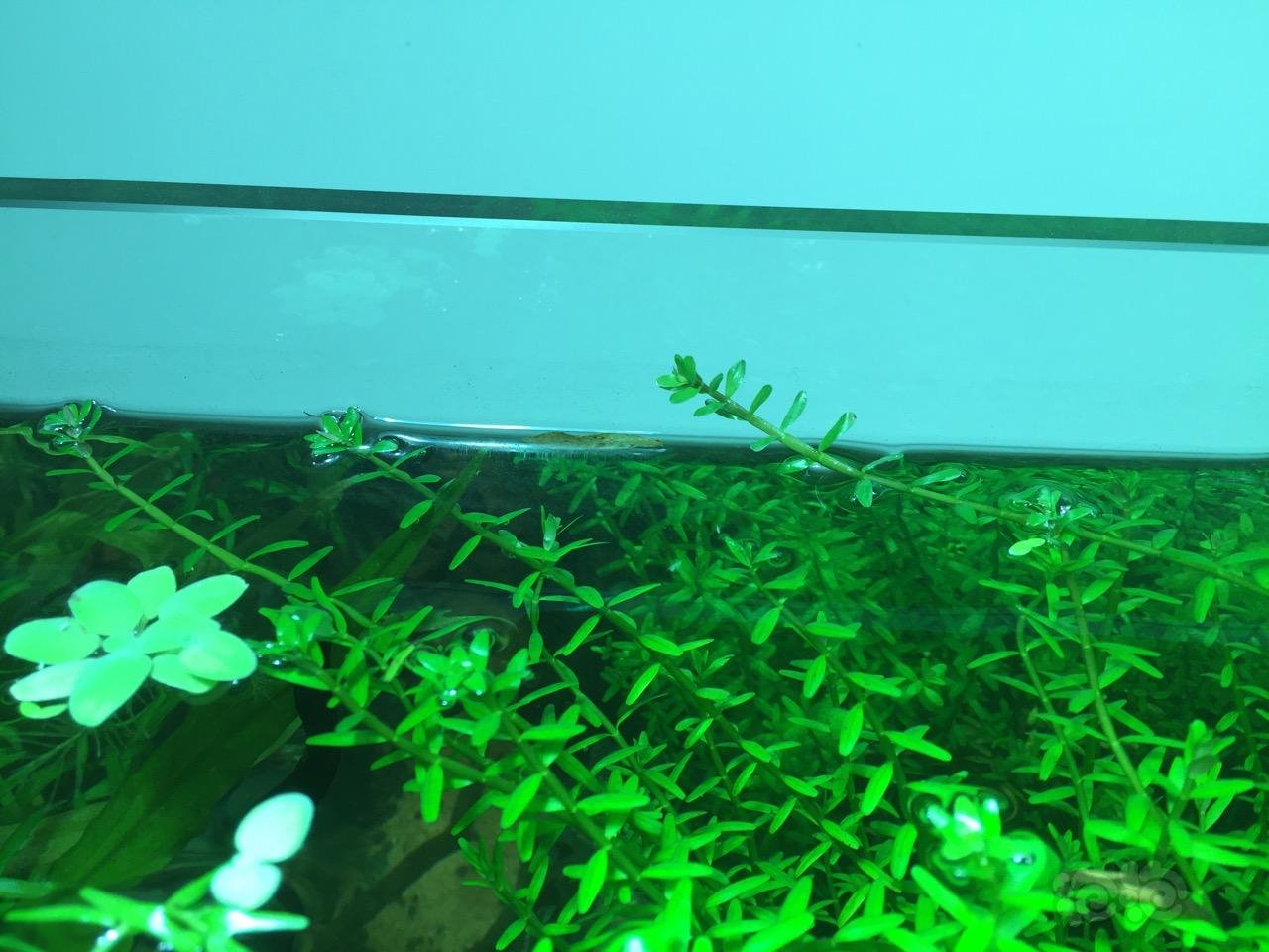 我才发现 浮出水面的绿宫廷有几根转水上叶了 泡泡水族