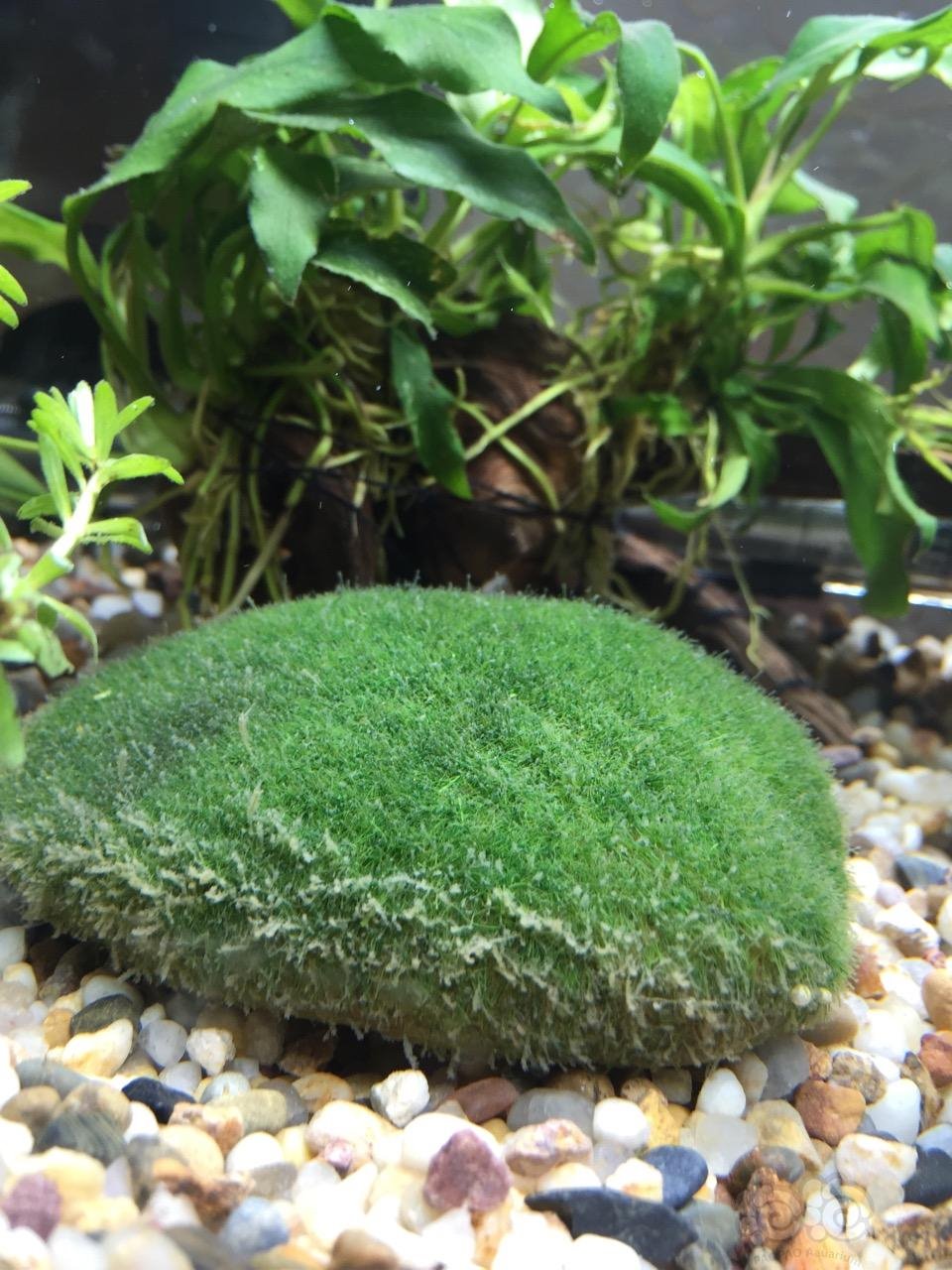 石头上的海藻是什么