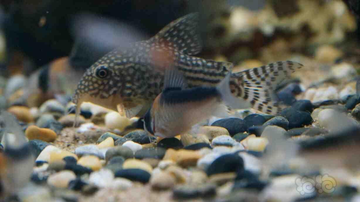 【鼠鱼】我的金翅珍珠鼠鱼