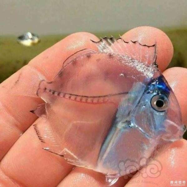 请教一下这是什么鱼？-图1