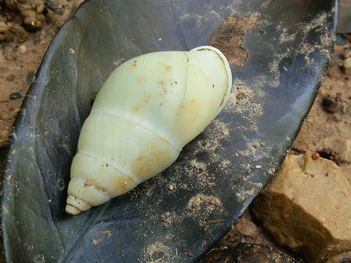 我能发几张蝴蝶么