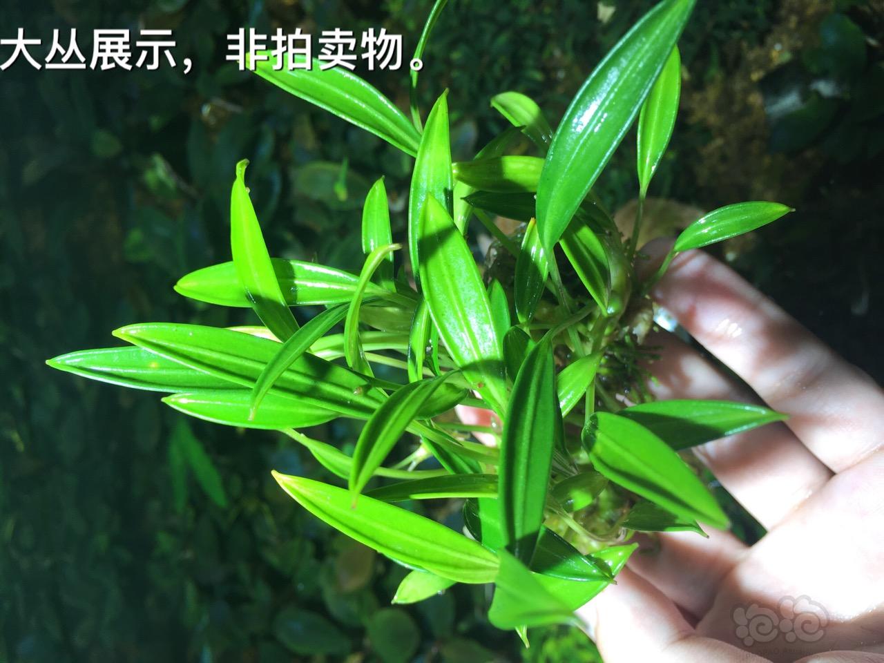 【用品】2016-07-15#RMB拍卖岩榕一颗-图3