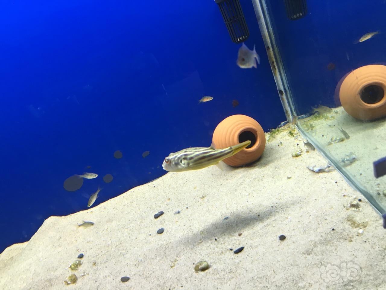 10块包装费保证健康重小养起 日常喂食泥鳅 黑壳虾 苹果螺 小鱼